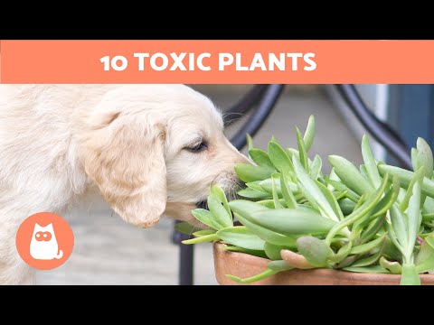 10 PLANTS That Can KILL Your DOG - YouTube
