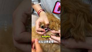 Download lagu Anjing: Salah Gue Apa Anjir ⁉️ mp3