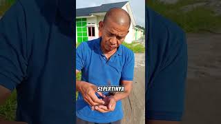 Download lagu When the Ara Sparrow is Released into the Wild But Can't Fly. Let's Keep It Again Papa 🥺🐦❤ mp3 Download lagu When the Ara Sparrow is Released into the Wild But Can't Fly. Let's Keep It Again Papa 🥺🐦❤ mp3