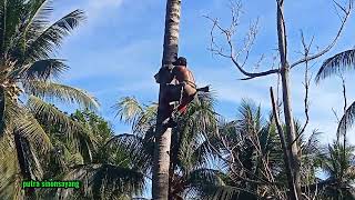 Download lagu WOW tampil perdana dengan alat panjat pohon kelapa. mp3 Download lagu WOW tampil perdana dengan alat panjat pohon kelapa. mp3