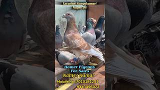 Homer pigeons For Sales 🔥 #kanyakumari #homerloft #race #tips #recordtime #medicine #training #tamil