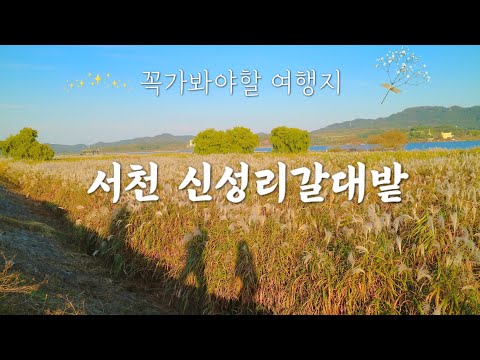 신성리갈대숲