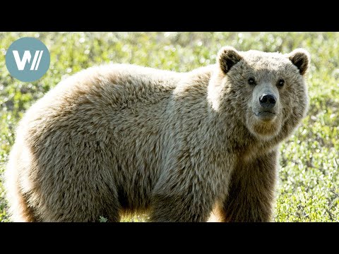 Highway in die Eiszeit - Sommer auf Eis | Tiere vor der Kamera (2008) | Folge 45/57