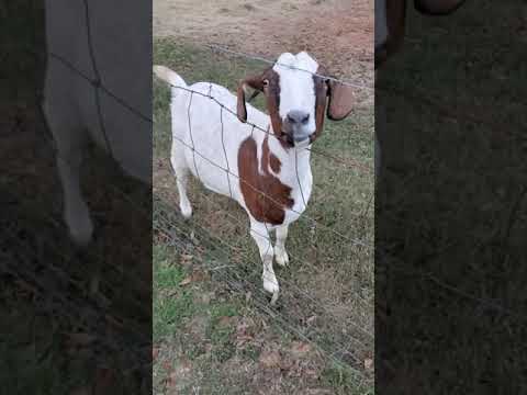 Owner says the goats like animal crackers!