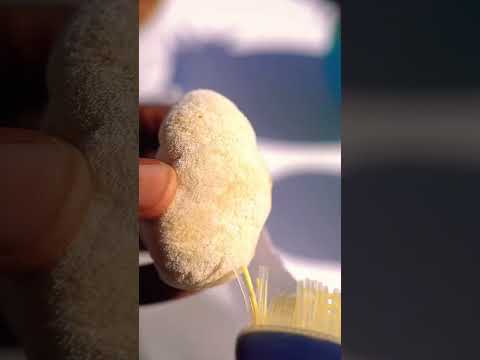 How to clean Lions Mane Mushrooms. #howtocleanlionsmane #shorts #turnipvegan