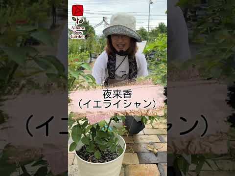 冬にバラの茂みを世話するにはどうすればよいですか？健康な低木のための正しい行動  庭園