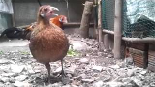 Download lagu Kekek pikat ibu original mp3