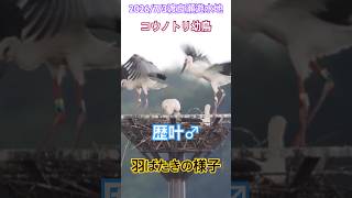 #渡良瀬遊水地#コウノトリ幼鳥　歴叶♂ 羽ばたきの様子