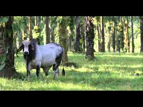 Angel Romero - La Cartilla.