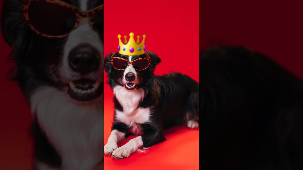 LAS 10 CURIOSIDADES MÁS ALUCINANTES DE LOS BORDER COLLIES 🐶 #shorts