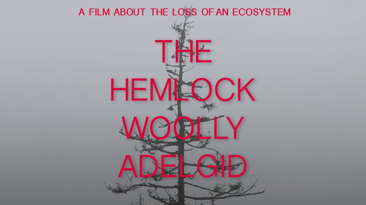 The Hemlock Woolly Adelgid - Trailer