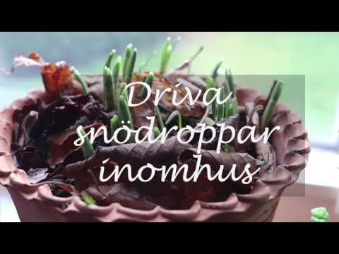 Driva snödroppar inomhus