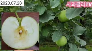 착색시작되다.탄저병 발생.후지 도장지 제거 요약