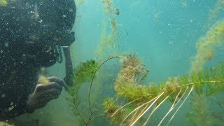 "Lake Defenders" A Public Television Documentary