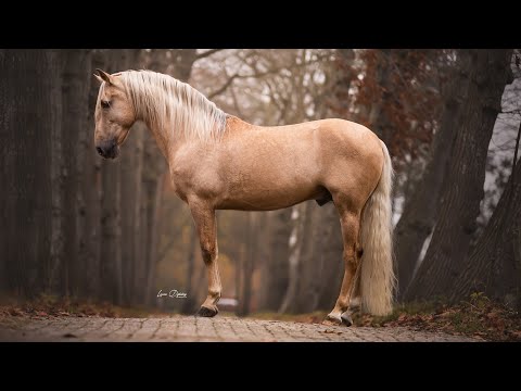 EVN | Stunning 7 years old Palomino Lusitano stallion - SOLD TO UK 🇬🇧