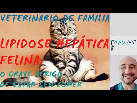 Vídeo: Lipidose: o gran inimigo do fígado dos gatiños