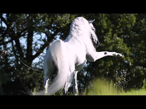 EKS Mansour - Paris 2019