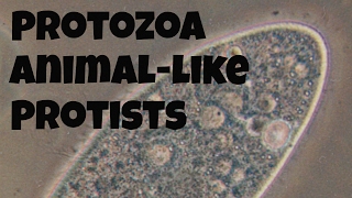 Protozoan-animal-like protists