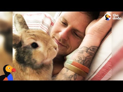 YouTube video about: How do rabbits show affection to humans?