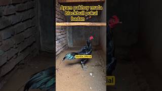 Download lagu Ayam pakhoy blackbull pukul badan #ayampakhoy #ayambangkok #rooster #kontenkreator #shorts #fyp mp3
