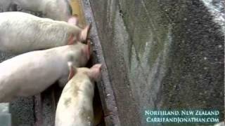 preview picture of video 'Pigs in Northern New Zealand'