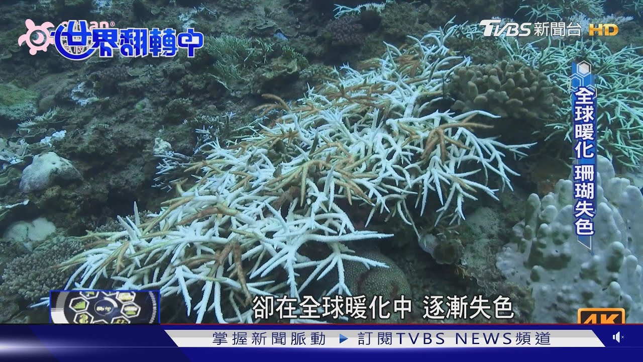 台灣珊瑚覆蓋率逐年下降 企業ESG紛紛瞄準珊瑚復育