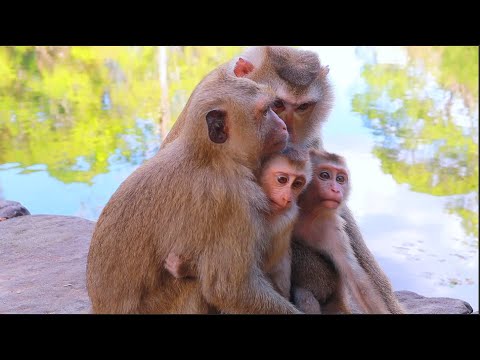Sweet ! Baby Lynx & Jacee is playful very happy while bird is wing near they run to hug RB & Luna