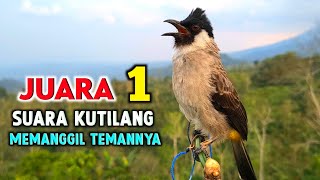 Download lagu Suara Burung Kutilang Gacor Memanggil Temannya Agar Bunyi Garuda mp3