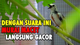 Download lagu SANGAR!! SUARA BURUNG MURAI BATU PANDA BLOROK GACOR NGEPLONG COCOK UNTUK PANCING EMOSI mp3