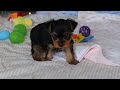 Yorkshire Terrier dogs for sale: Maverick - Video 1