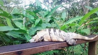 preview picture of video 'Iguana enojada // Angry lizard · Paraiso Carlisa'