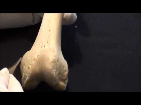 The Femur - Thigh bone - Lower limb Anatomy