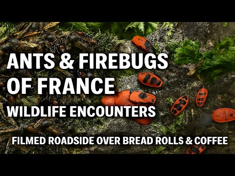 Ants & Firebugs of France – Wildlife Encounters from Forêt de la Coubre to a Village Lunch Stop