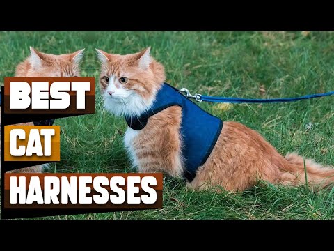 Best Cat Harnesses In 2022 - Top 10 Cat Harnesses Review