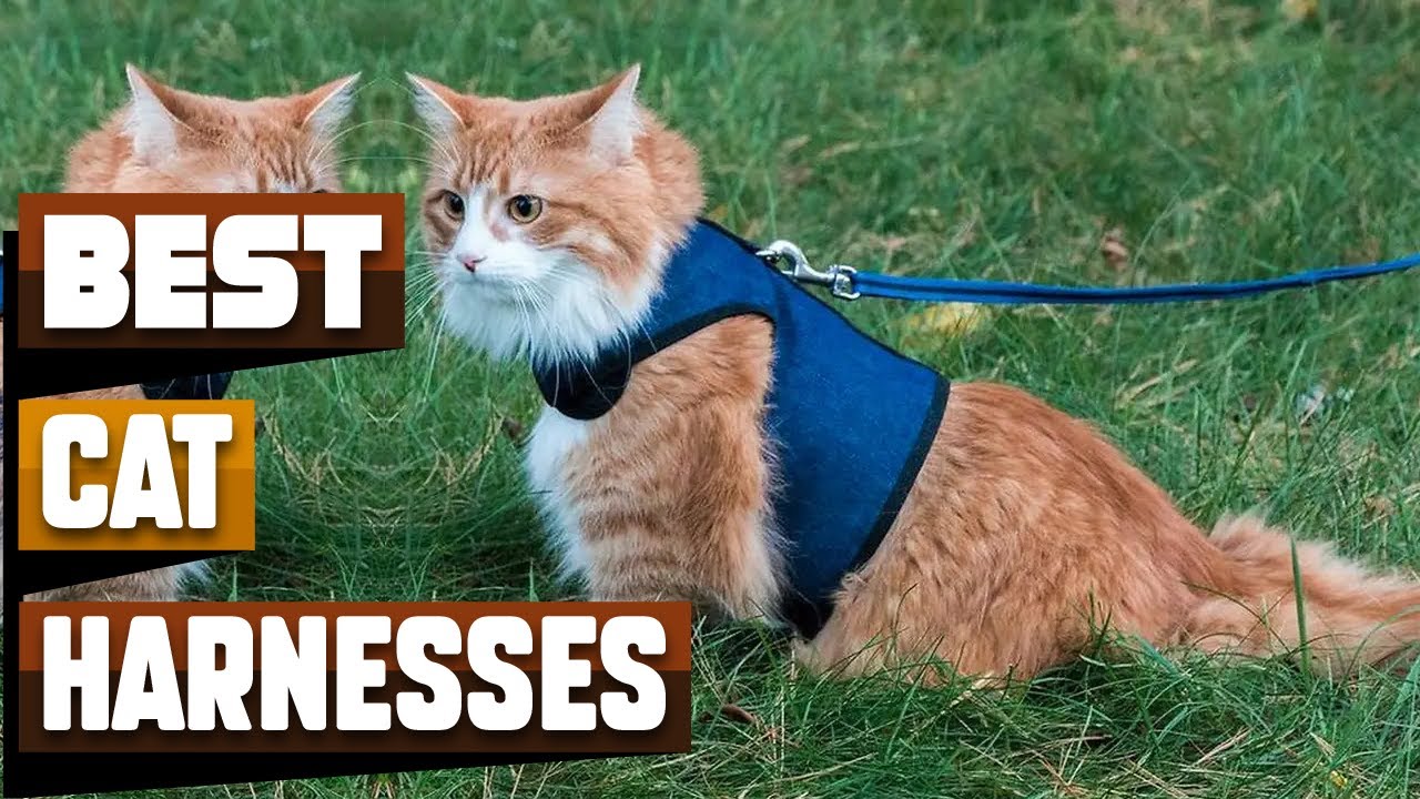 Watch video Best Cat Harnesses In 2023 - Top 10 Cat Harnesses Review Now Best Cat Harnesses In 2023 - Top 10 Cat Harnesses Review