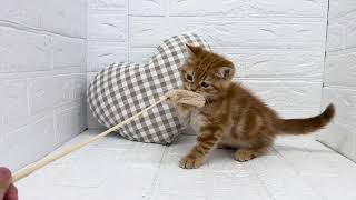 マンチカンの動画01