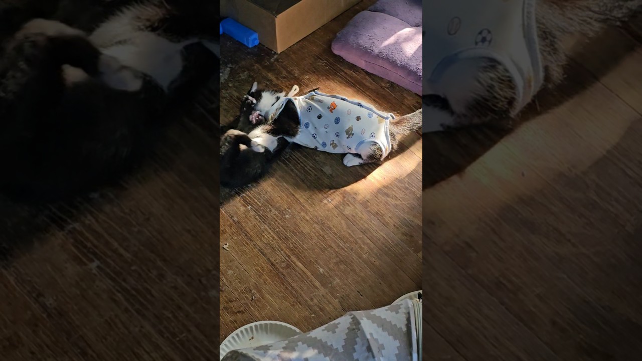 Enlarge Olive Oyl, a Adoptable mixed breed in Dallas, TX video 5/6