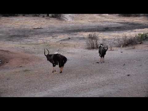 Djuma: Nyala bull dominance dance - 17:42 - 09/28/18
