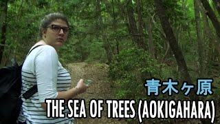 Exploring Aokigahara (The Sea of Trees) [Japan Trip 2016 Day 11]