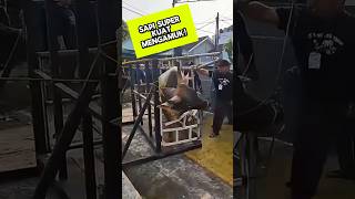 Download lagu DetikDetik Sapi Super Kuat Mengamuk, Rumah Potong Hancur #SapiMengamuk #HewanKurbanViral #videoviral mp3 Download lagu DetikDetik Sapi Super Kuat Mengamuk, Rumah Potong Hancur #SapiMengamuk #HewanKurbanViral #videoviral mp3