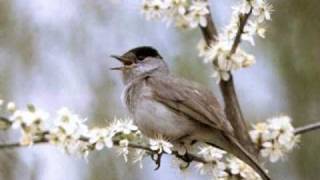 kommt ein vogel geflogen