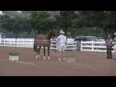 Radiance HVH: 2007 Hanoverian Mare | Reserve Grand Champion w/ 80.2% score