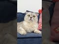 My Worst Purchase Cat Cats