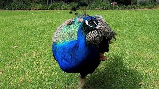 Peacock 🥰💞👍👌💕💜💖❤️💚💙💛😇❤️💙💚, Merak,, Παγώνι, मोर, павлин, 孔雀, 공작, Pavo, मयूर, #merak #मयूर #peacock
