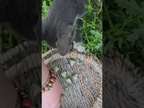 Today's Foraging Flower of an Hour