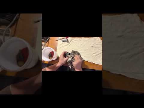 Restoration Old Motorcycle Jawa 50 two stroke engine 1977 PART2