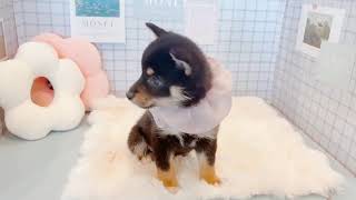 豆柴の動画01