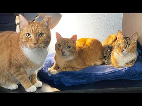 Cole and Marmalade preview