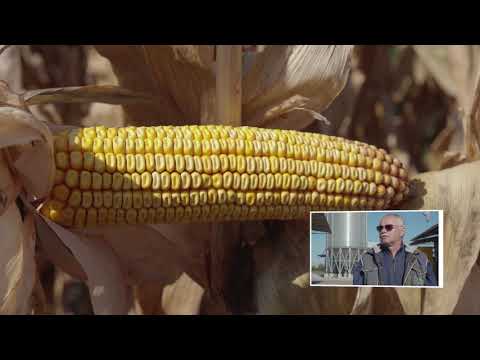 DEKALB hibridi kukuruza - Iskustva proizvođača Velimir Homa i Slavko Malacko