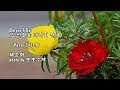 Before I Go (당신 곁을 떠나기 전에) / Yanni & photo by 모모수계
